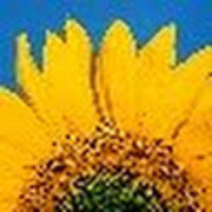 Meet your Posher, Sunny